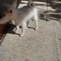 سگ پامرین سفید|سگ|مبارکه, |دیوار