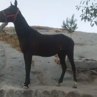 اسب|اسب و تجهیزات اسب‌سواری|قزوین, |دیوار