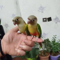 یک جفت طوطی گرینچیک