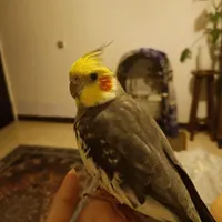 مژدگانی جهت تحویل عروس هلندی