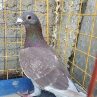 سرخ نر مسافتی