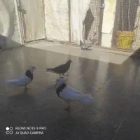 کبوتر صید پرشی