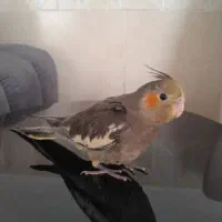 عروس هلندی ماده