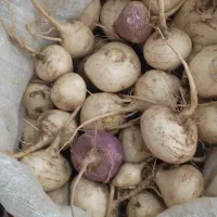 شلغم شیرین|خوردنی و آشامیدنی|جلگه ماژان, |دیوار