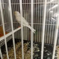 قناری ماده سیلور نقره ای اماده اماده|پرنده|تربت‌حیدریه, باغ سلطانی|دیوار