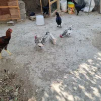 مرغ و خروس سیبرایت و خروس لنگ شان