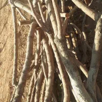 چوب و الوار خشک از درخت های به و بادام|عمدهفروشی|شاهینشهر, گزبرخوار|دیوار