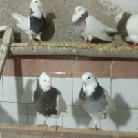 کفتر|پرنده|کبودرآهنگ, |دیوار