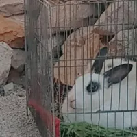 خرگوش