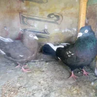 نروماده جفتگاه.   ‌جوجه کرمونی|پرنده|مشهد, آزادشهر|دیوار