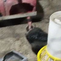 مرغ کرک|حیوانات مزرعه|برازجان, |دیوار