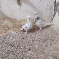 کبوتر پرشی