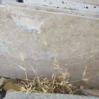 سنگ تراورتن شکلاتی