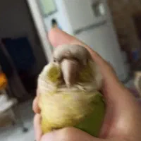 راهب ... گرینچیک