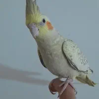 عروس هلندی|پرنده|اردبیل, |دیوار