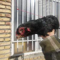 مرغ و خروس|حیوانات مزرعه|تهران, منیریه|دیوار