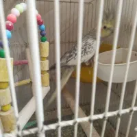 عروس هلندی سرحال وجوان|پرنده|بروجرد, |دیوار