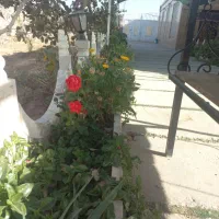 باغ ویلای اجاره ای تربت حیدریه|اجارهٔ کوتاه‌مدت ویلا و باغ|تربت‌حیدریه, حاجی یار‎|دیوار