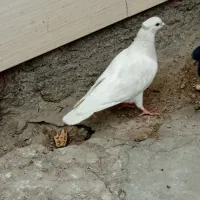 دوجفت نروماده مفت