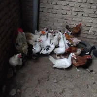 غاز و اردک محلی|حیوانات مزرعه|ساری, |دیوار