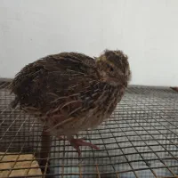 بلدرچین جوجه