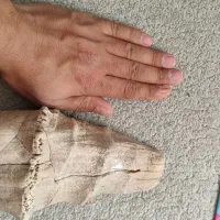 فسیل دایناسور