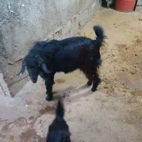 بز با کره نر|حیوانات مزرعه|آبپخش, |دیوار