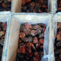 خرما کارتن سبک خاصه|عمده‌فروشی|وحدتیه, |دیوار