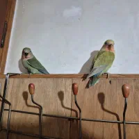 طوطی کوتوله برزیلی دستی|پرنده|اردبیل, |دیوار