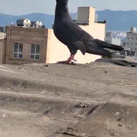 کبوتر قلدور