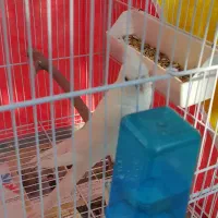 عروس هلندی آلبینو مولد|پرنده|ساری, |دیوار