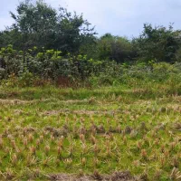 18000هزار متر باغی شالی اقدام به سند