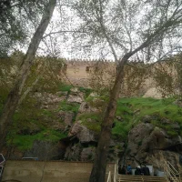 گندم دیم اصلاح شده