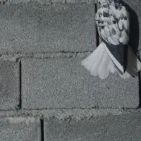 کبوتر تهرانی|پرنده|هرسین, |دیوار