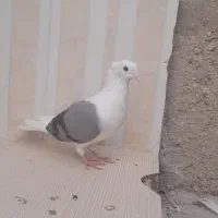 ماهشهر