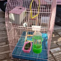 دوعدد قفس عروس هلند و طوطی کوتوله