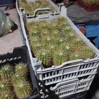 گل و گیاه طبیعی|گل و گیاه طبیعی|قم, امامزاده ابراهیم|دیوار