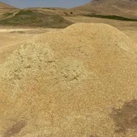 کاه نخود