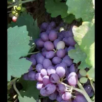 فروش باغ انگور ۲۳۰۰متری روستای سماق ورمزان