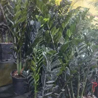 گلخانه ترنج. خیابان آزادکان(کوچه حمام شیک)|گل و گیاه طبیعی|شاهرود, |دیوار