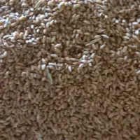 گندم سیروان|عمدهفروشی|رامشیر, |دیوار