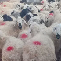 میش قلمه آباده ای ابستنمایه دار|حیوانات مزرعه|اقلید, |دیوار