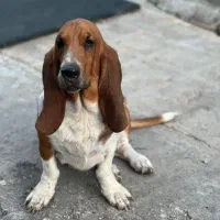 توله ژرمن بلک موبلند|سگ|شیراز, شهرک بزین|دیوار