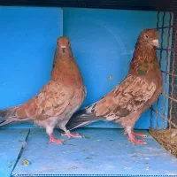 کفترشمرونی