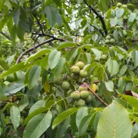 نهال گــردوی مرغوب و با سازگاری بالا|خدمات باغبانی و درختکاری|مریوان, |دیوار