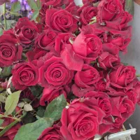 گل شاخه ای و تعدادی