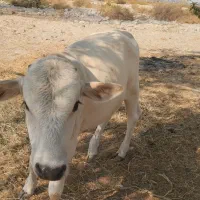 گوساله نر