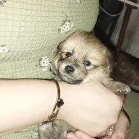 واگذاری 5تا توله پامر اشپیتر