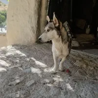 سگ هاسکی پاکوتاه