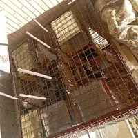 فروش فوری ۱۷ کفتر با قفس فول آهنی همه باهم۱۰ تومن